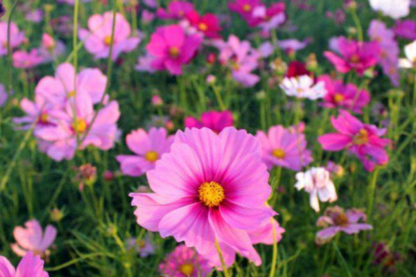 格桑花的花語和寓意，憐取眼前人/幸福/吉祥圣潔