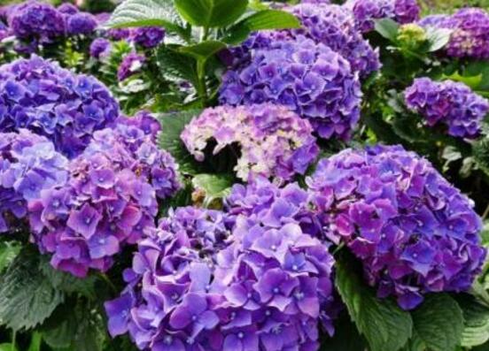 繡球花只長葉子不開花，做好四點解決辦法便花開爆盆