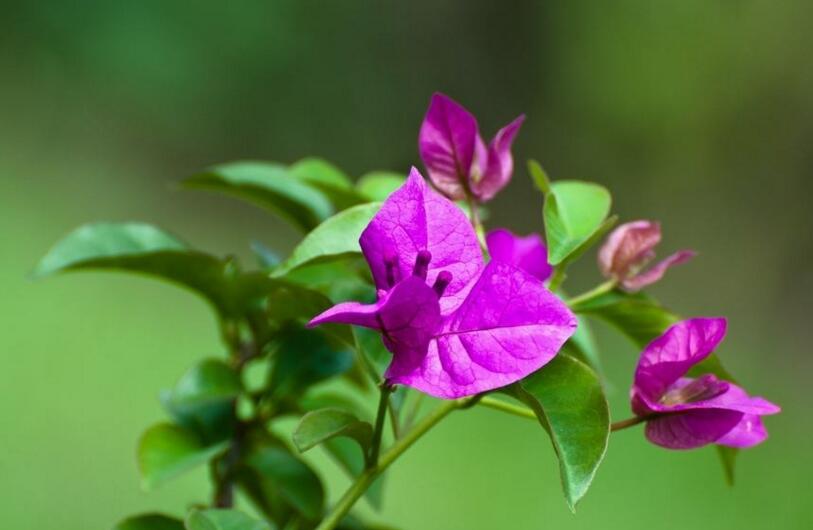 三角梅的種植方法，健康成長五種技巧