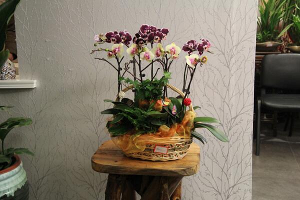 蝴蝶蘭怎么多開(kāi)花,學(xué)會(huì)四個(gè)要點(diǎn)花開(kāi)爆盆