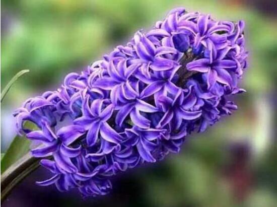 風信子的養(yǎng)殖方法和注意事項，6個步驟幫你養(yǎng)好風信子