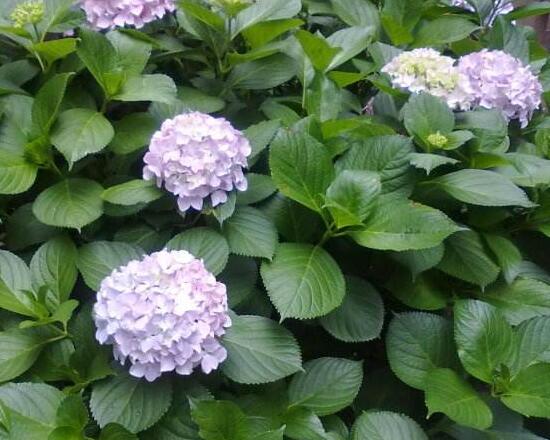 繡球花什么時候開花，繡球花一年開幾次花