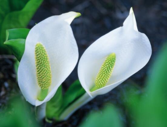 馬蹄蓮可以放在室內(nèi)嗎，促進(jìn)家庭和諧、夫妻恩愛(ài)