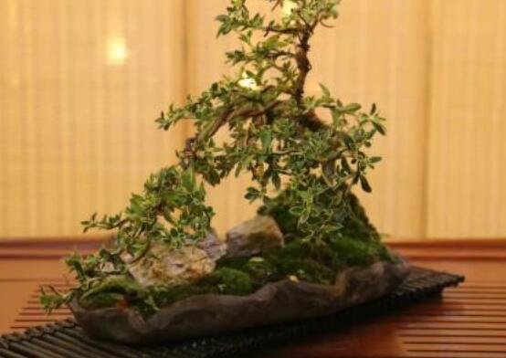 六月雪造型方法，蓄木截干法/剪扎結(jié)合法(美觀)