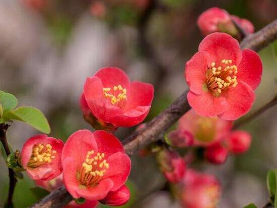 海棠花有毒嗎，海棠花能在室內(nèi)養(yǎng)嗎