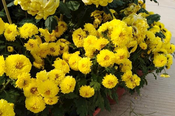 菊花如何防病蟲害，加強通風(fēng)夏季噴灑藥物