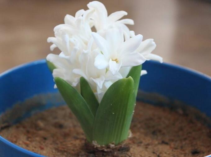 土培水仙花的養(yǎng)殖方法，栽種溫度時間最重要