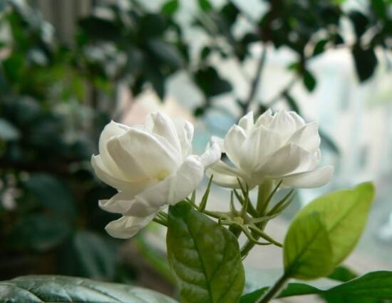 虎頭茉莉怎么修剪，三個(gè)簡(jiǎn)單方法便可美觀