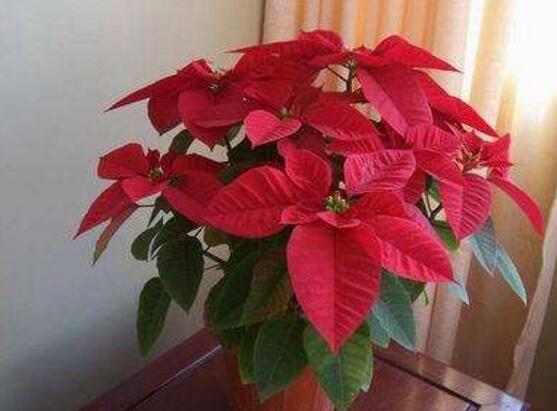 一品紅花，一品紅花圖片