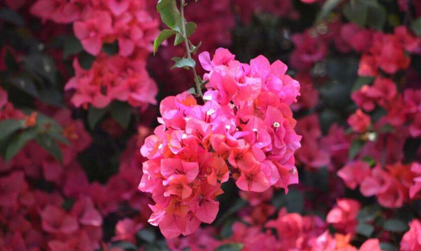 三角梅的花期，養(yǎng)殖技巧得當可全年開花