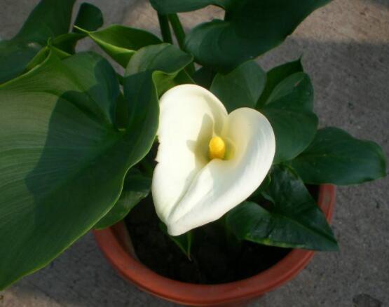 送馬蹄蓮花代表什么，不同顏色不同寓意(最深的祝福)