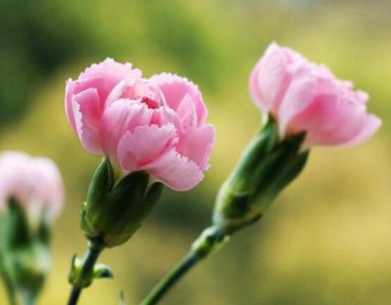 康乃馨送母親要幾朵，1、10、16、18朵寓意最深