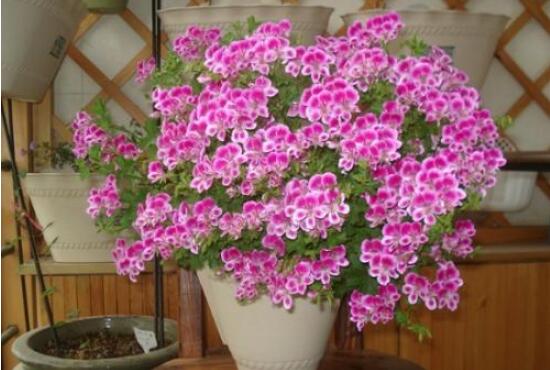 天竺葵和海棠的區(qū)別，教你三種區(qū)別方法(屬性/形態(tài)/價值)