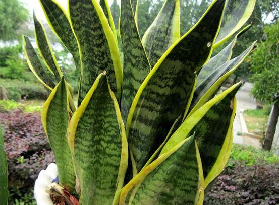 虎皮蘭的病害及防治，虎皮蘭五大病害及防治方法