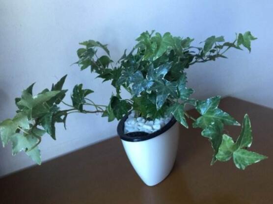 常春藤怎么養(yǎng)長(zhǎng)得壯，只需要做好五個(gè)要點(diǎn)即可