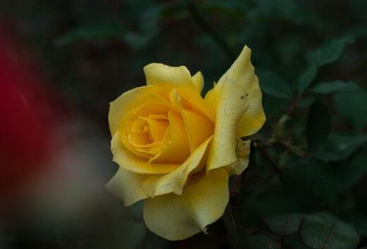 月季花春季管理方法，5個方面進行科學管理