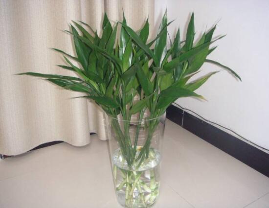 富貴竹放臥室哪里最好，盤點臥室最好的五個擺放位置