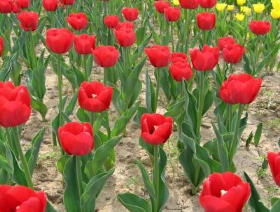 郁金香莖短花小是怎么回事，解析最全面的三種原因