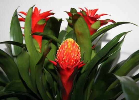 鴻運(yùn)當(dāng)頭開花后怎么辦，及時修剪殘花/分株繁殖