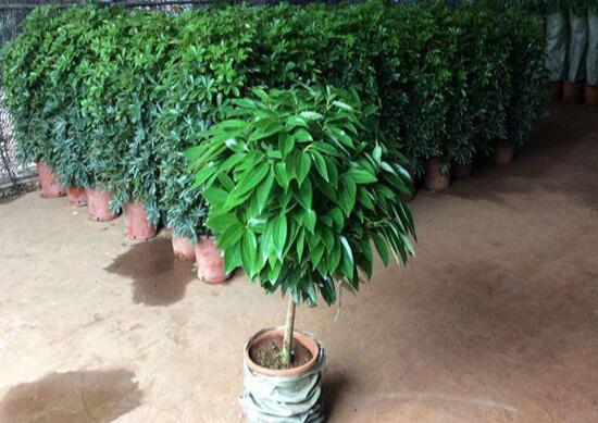 平安樹夏天怎么澆水，平安樹夏天多久澆一次水