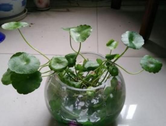 銅錢草爛根是什么原因，銅錢草爛根了怎么辦