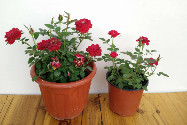 盆栽玫瑰花冬天怎么養(yǎng)，控溫控水/增光剪枝