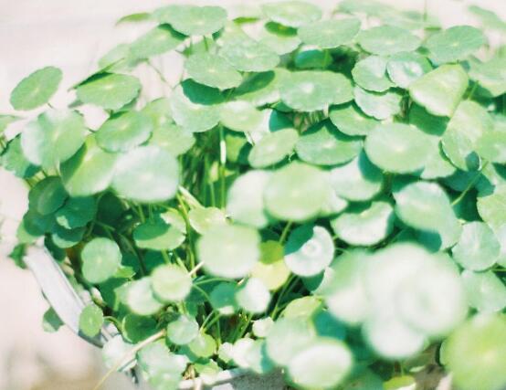 銅錢草怎么澆水，最適水溫22-28度