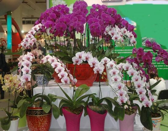 蝴蝶蘭怎么養(yǎng)才能開花，蝴蝶蘭的養(yǎng)殖方法