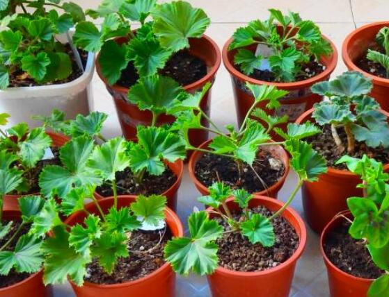 天竺葵幾月可以扦插，一年四季均可扦插(土插與水插)