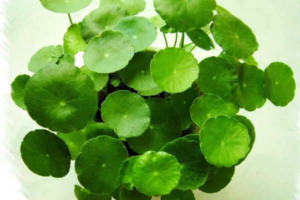 金錢草怎么扦插，春秋兩季進(jìn)行扦插成活率最高