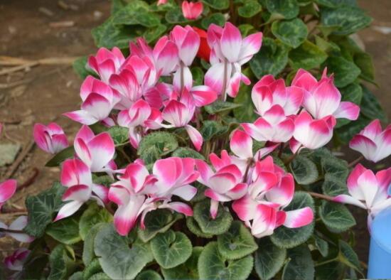 仙客來冬天葉子發(fā)黃怎么辦，老農(nóng)總結(jié)三種原因以及解決方法