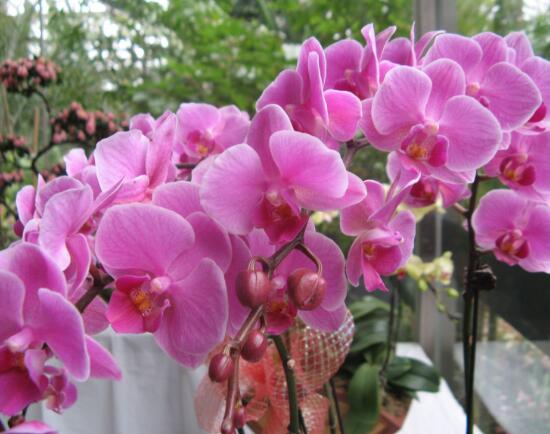 蝴蝶蘭怎么養(yǎng)才能開花，蝴蝶蘭的養(yǎng)殖方法