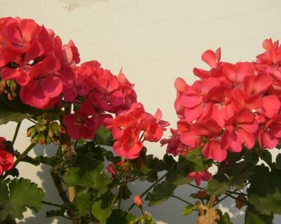 天竺葵葉子黃怎么回事，五種原因以及解決辦法