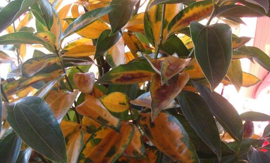 平安樹爛根還有救嗎，平安樹爛根了怎么辦