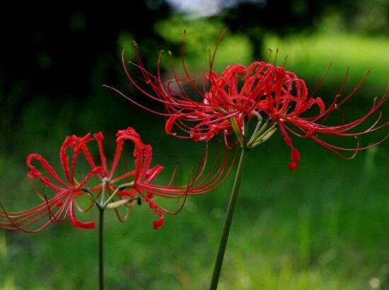 彼岸花有毒嗎，誤食出現(xiàn)呼吸困難、心跳加快(微毒)