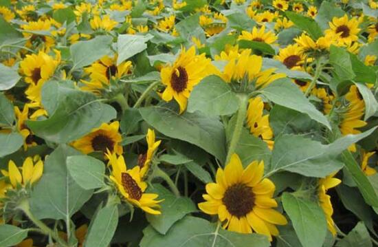 向日葵什么時候播種，向日葵繁殖方法