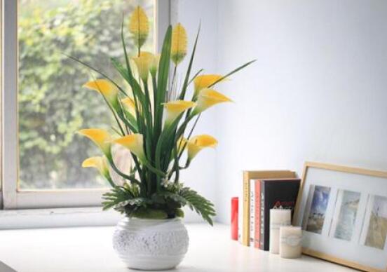 馬蹄蓮花語代表什么，代表著純潔無瑕、氣質(zhì)高雅