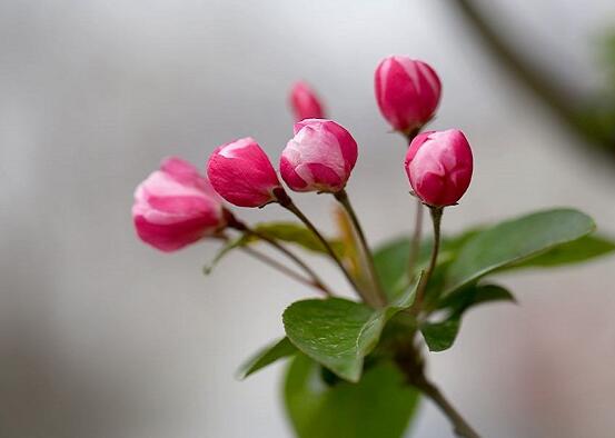 海棠花葉子焦邊的原因，教你最實(shí)用三種原因以及解決方法