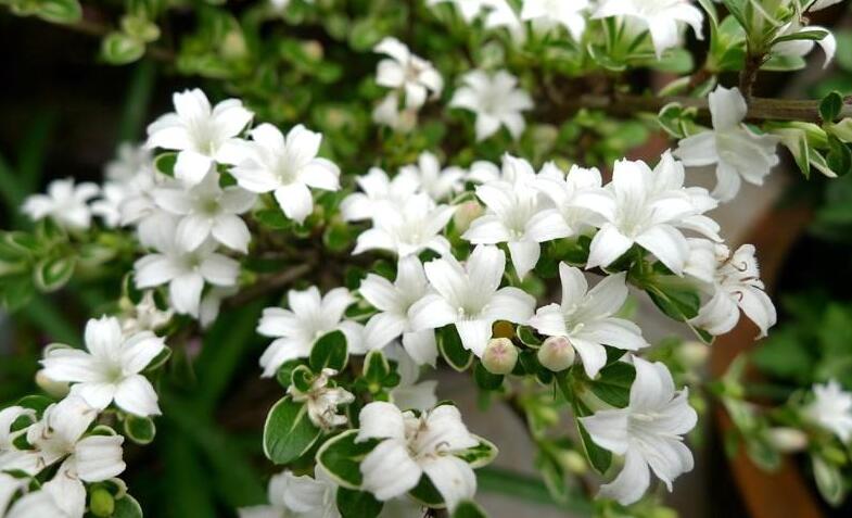 六月雪盆景為啥不吉利，其實(shí)是一種被人誤解的植物