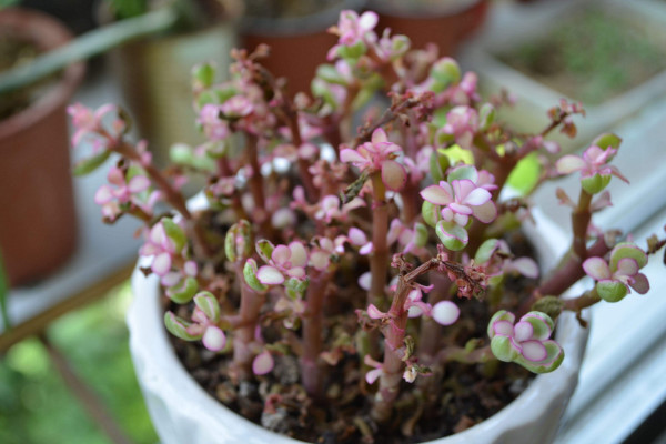 金枝玉葉什么時候修剪，最佳修剪時間選擇春季