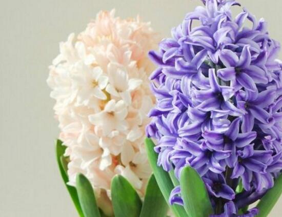 風(fēng)信子有什么藥用價(jià)值，風(fēng)信子的功效與作用