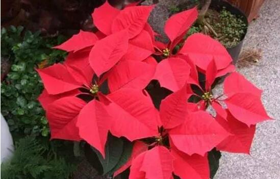 一品紅的功效與作用，盤點一品紅五大功效與作用