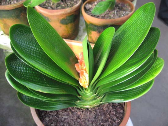 冬季君子蘭怎樣施肥，冬天開(kāi)花季節(jié)要多施肥