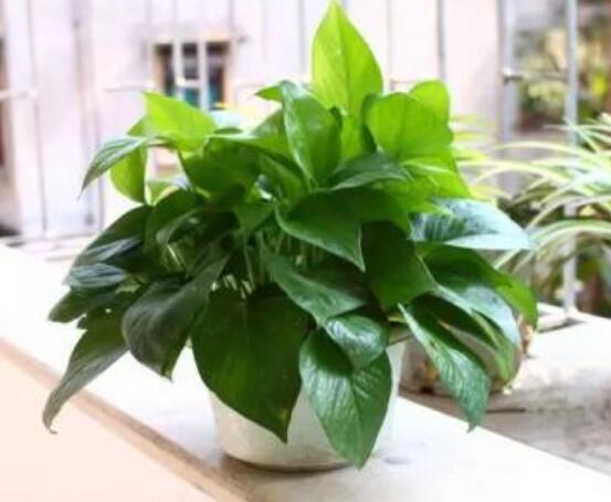 綠蘿的好處有哪些，五點(diǎn)好處便可立竿見影(美化環(huán)境)