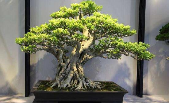 榕樹盆景怎么養(yǎng)，榕樹盆景養(yǎng)殖注意六大要素