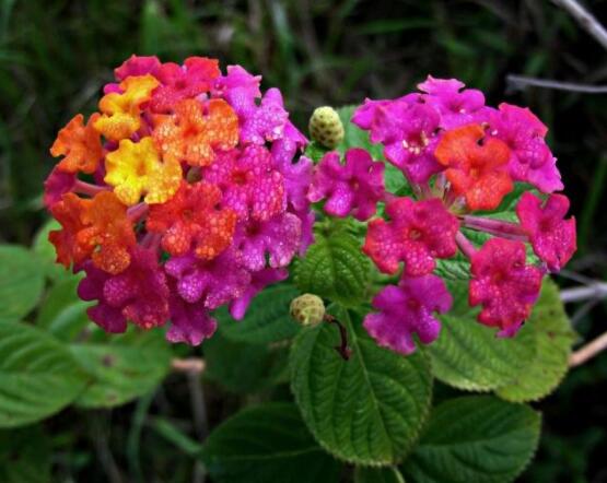 繡球花的栽培管理技術(shù)，老農(nóng)教你最實(shí)用的七大養(yǎng)殖方法