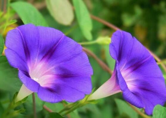 牽牛花的精神是什么，頑強不屈，努力拼搏，積極向上