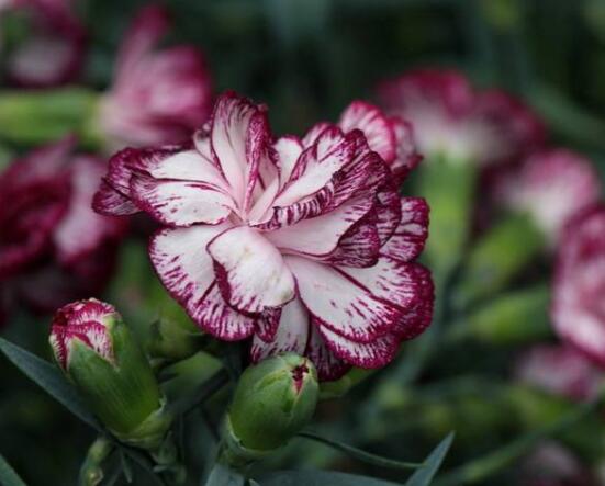 康乃馨的作用，凈化空氣、美化環(huán)境(五個要點)