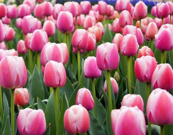 郁金香什么時(shí)候開花，每年3-5月開花