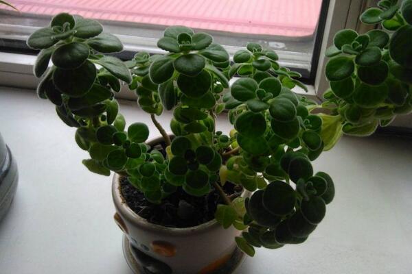 碰碰香幾月份可以扦插，扦插最佳時(shí)間在5-10月